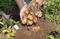 5 Tips For Growing Your Favorite Potatoes